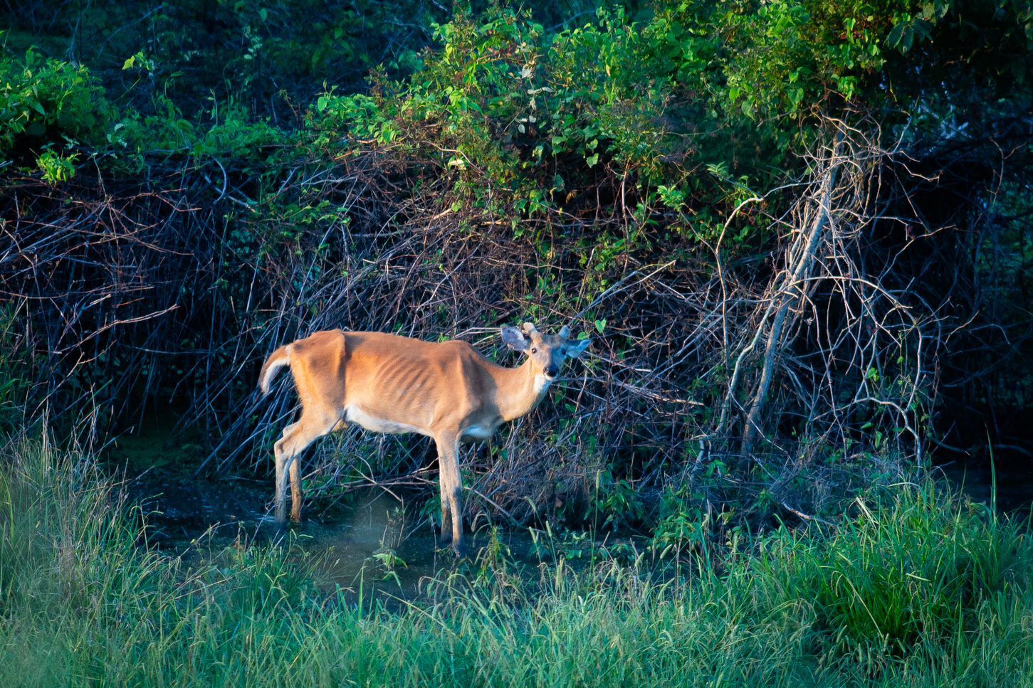 flooddeer